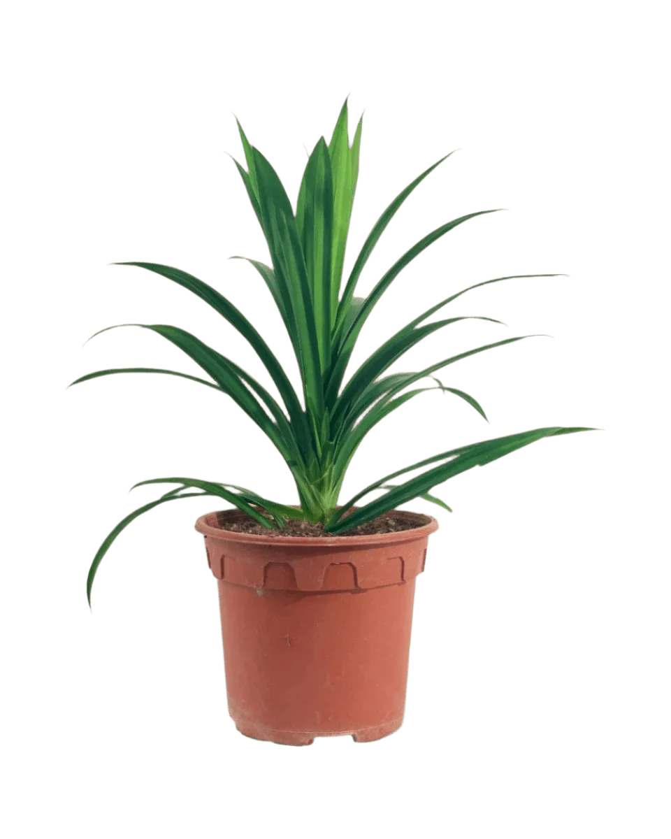 Pandan Plant - Image 7