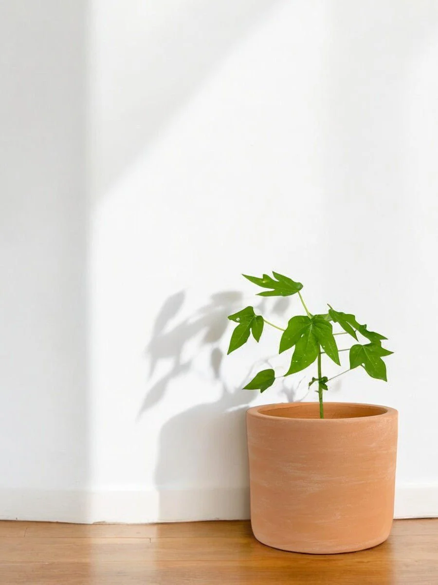 Papaya Plant Junior - Image 10