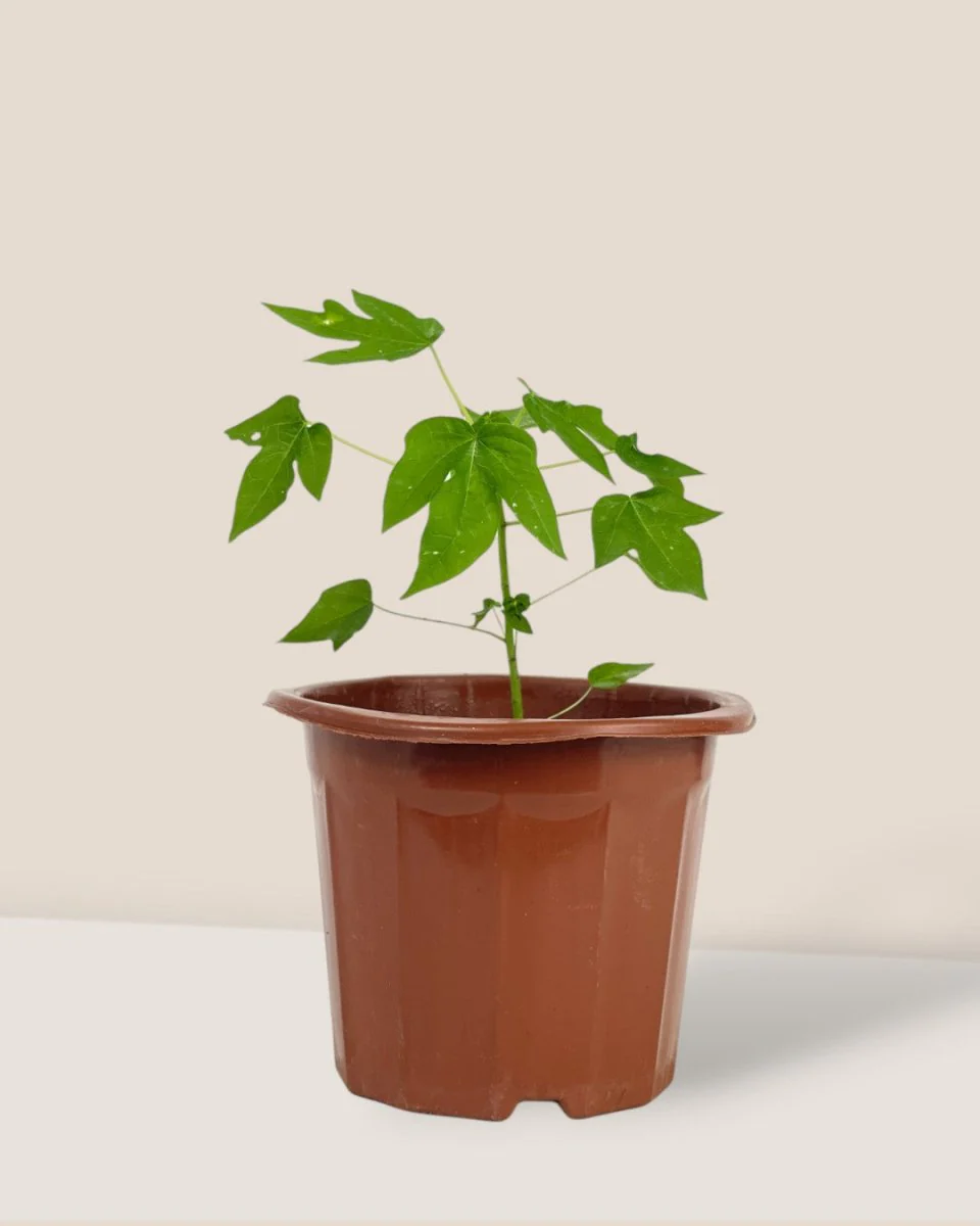 Papaya Plant Junior - Image 11