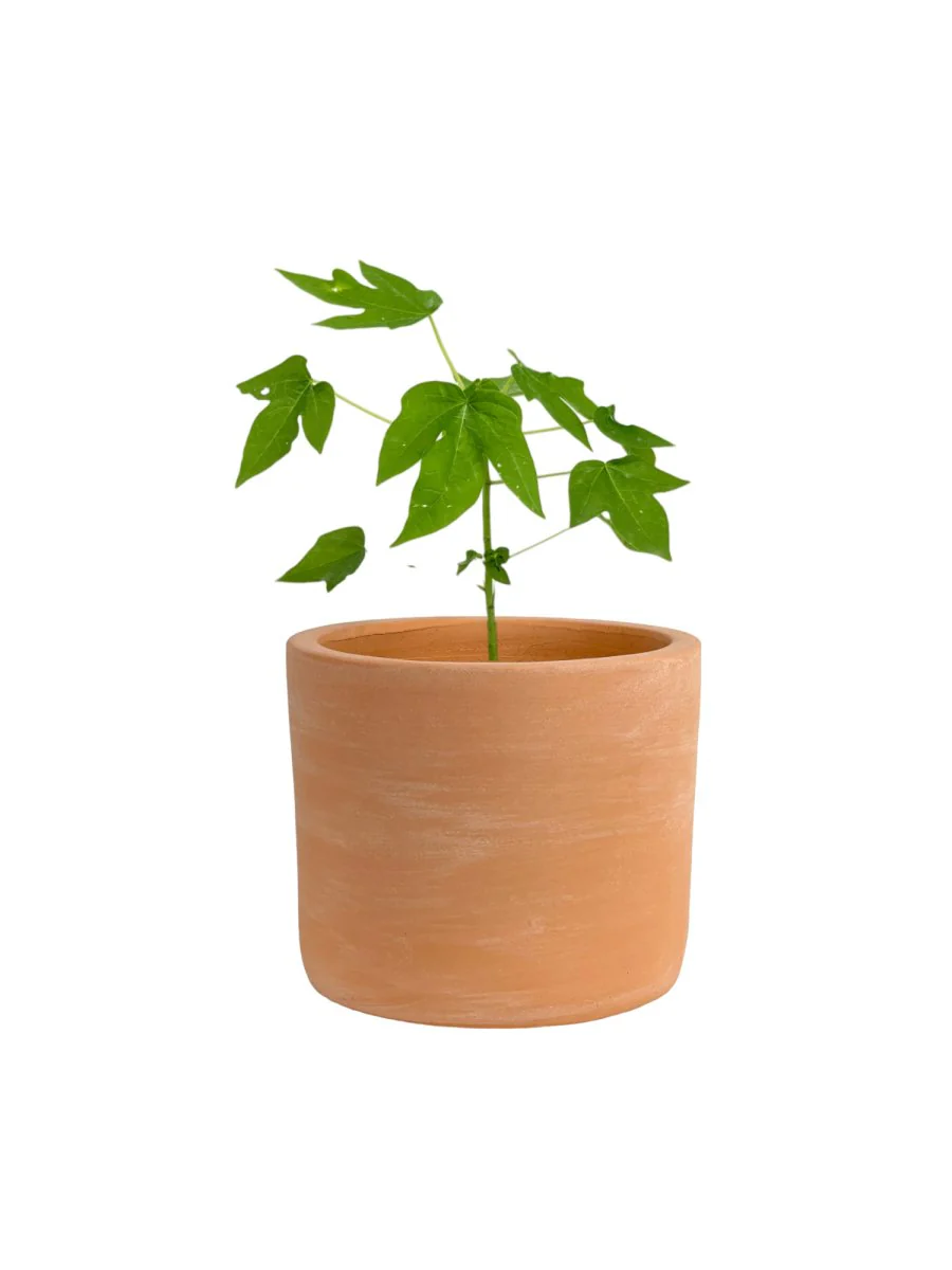 Papaya Plant Junior - Image 9