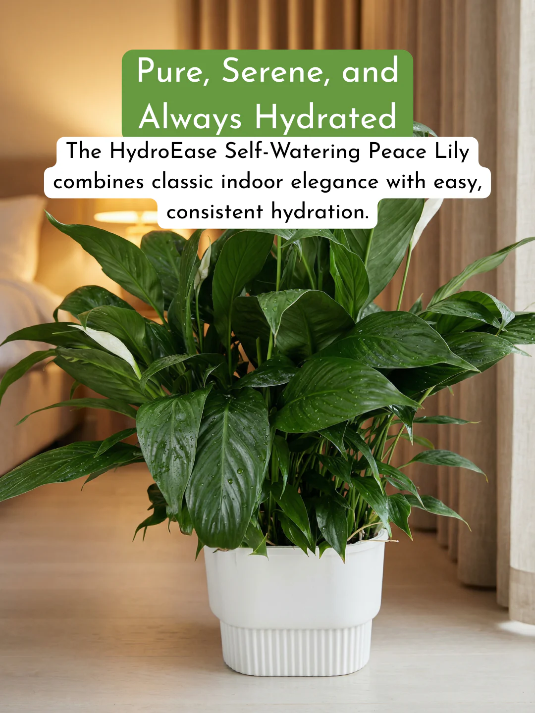 Peace Lily in Hydro - Self Watering - Image 4