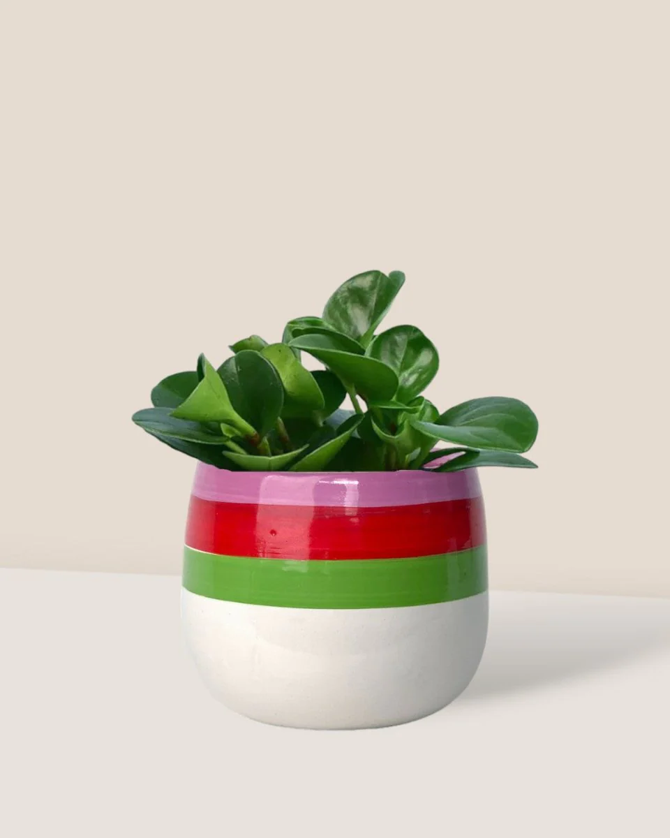 Peperomia - Baby Rubber Plant - Image 12