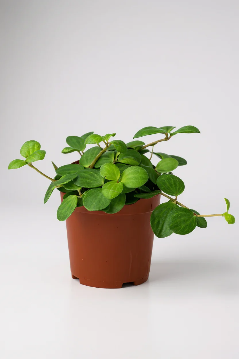 Peperomia Hope - Image 6