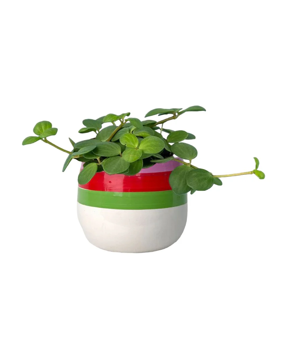 Peperomia Hope - Image 7
