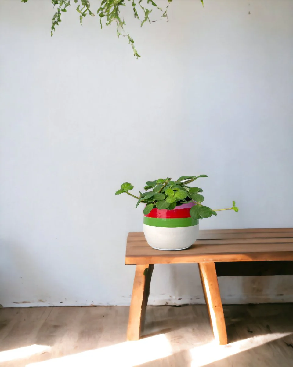 Peperomia Hope - Image 8