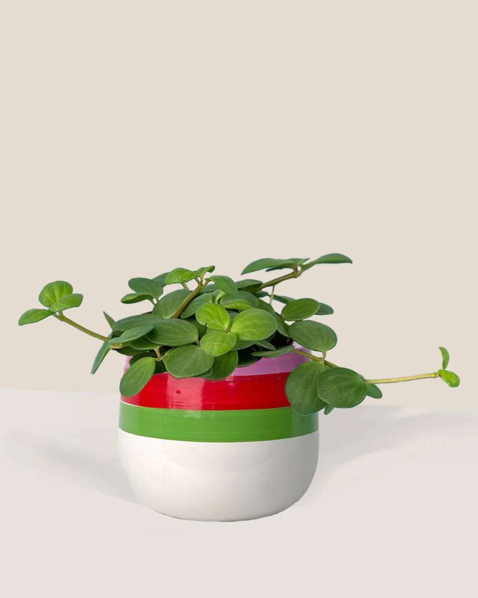 Peperomia Hope - Image 9