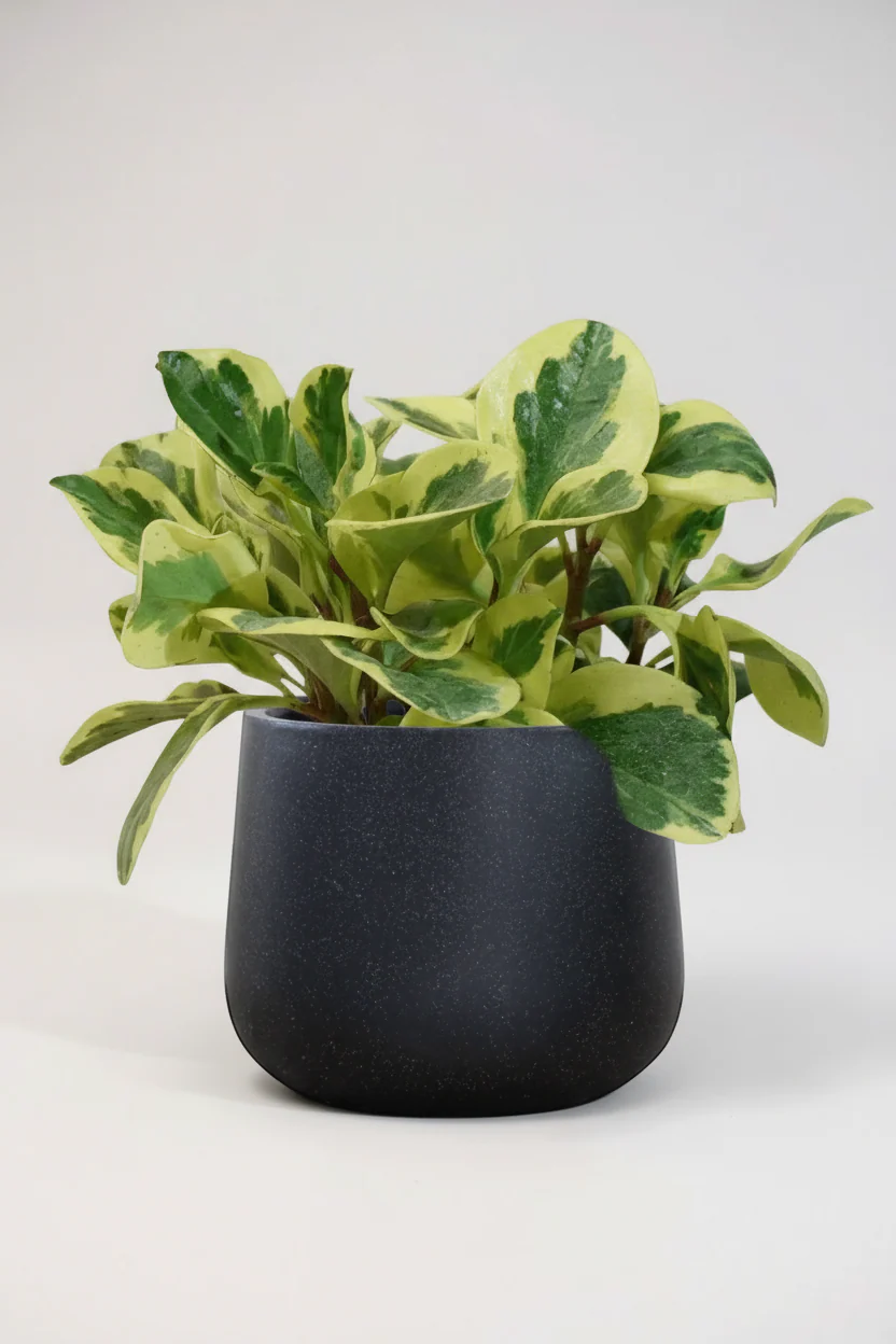 Peperomia Obtusifolia Variegated - Image 5