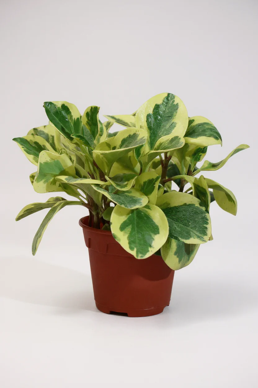 Peperomia Obtusifolia Variegated - Image 6