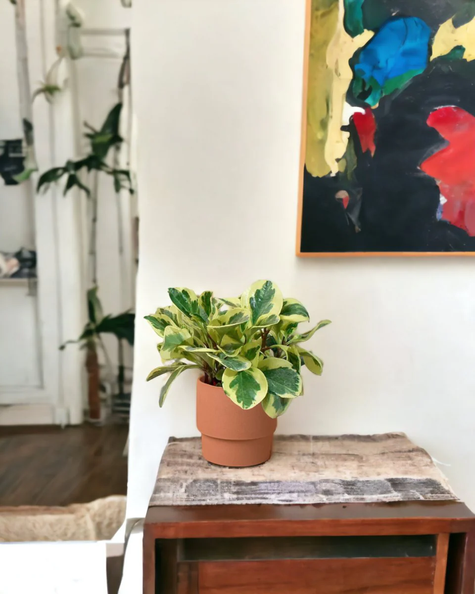 Peperomia Obtusifolia Variegated - Image 7