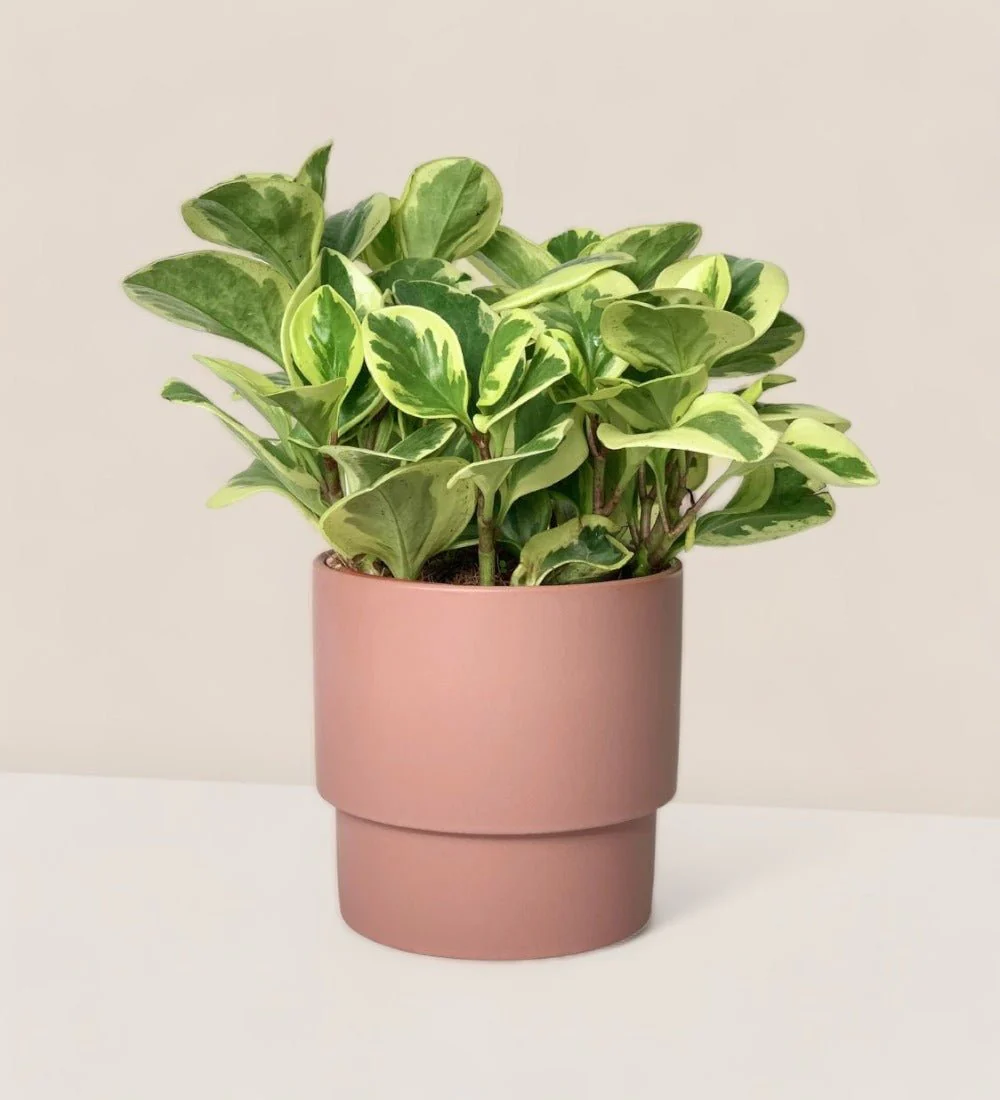 Peperomia Obtusifolia Variegated - Image 8