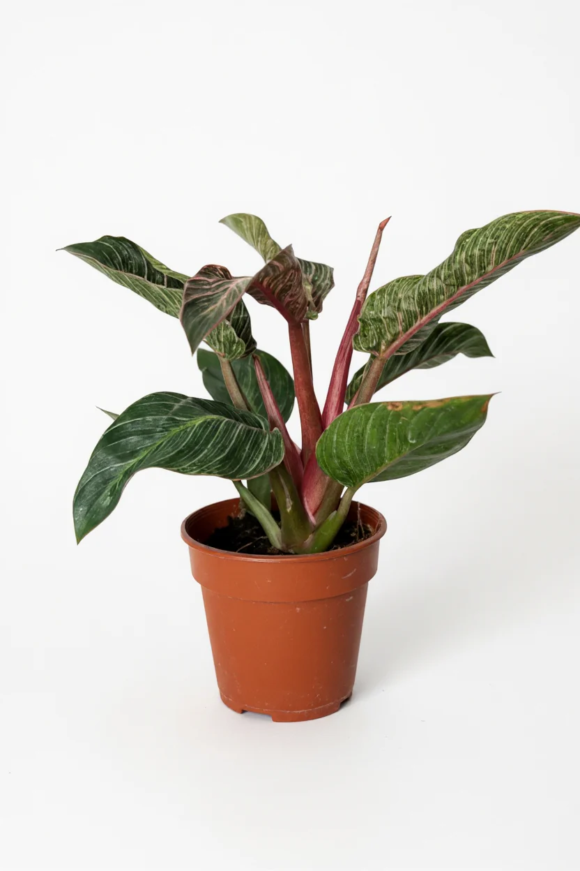 Philodendron Birkin - Pink - Image 7