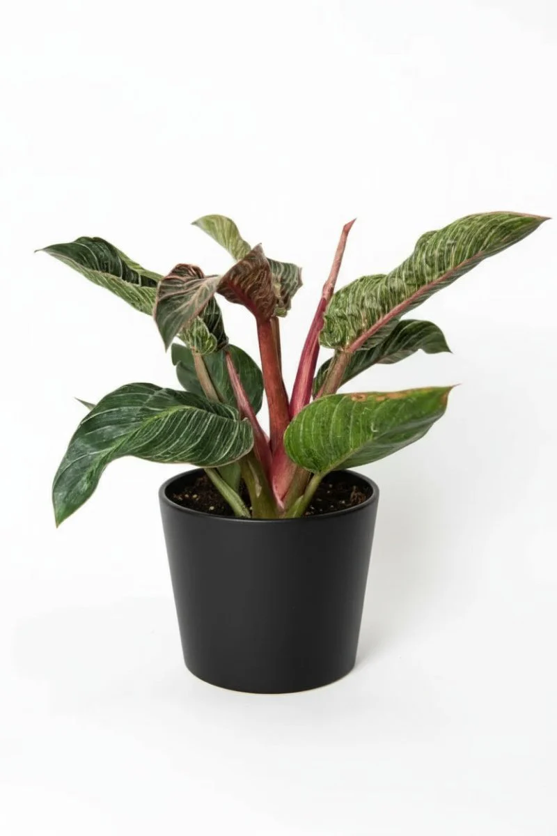 Philodendron Birkin - Pink - Image 9