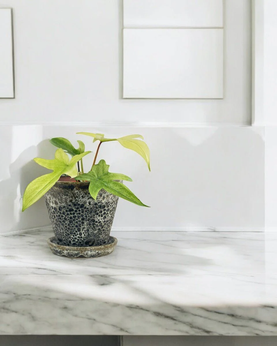 Philodendron Florida Ghost - Image 2