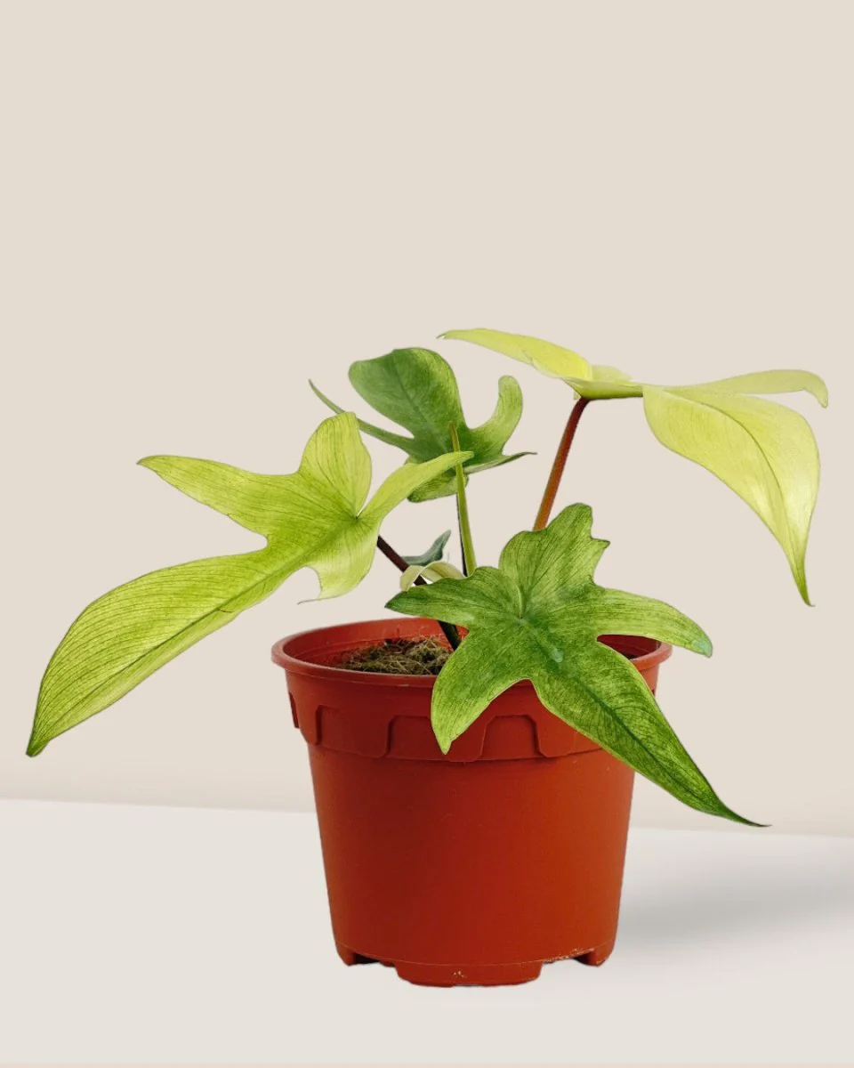 Philodendron Florida Ghost - Image 3