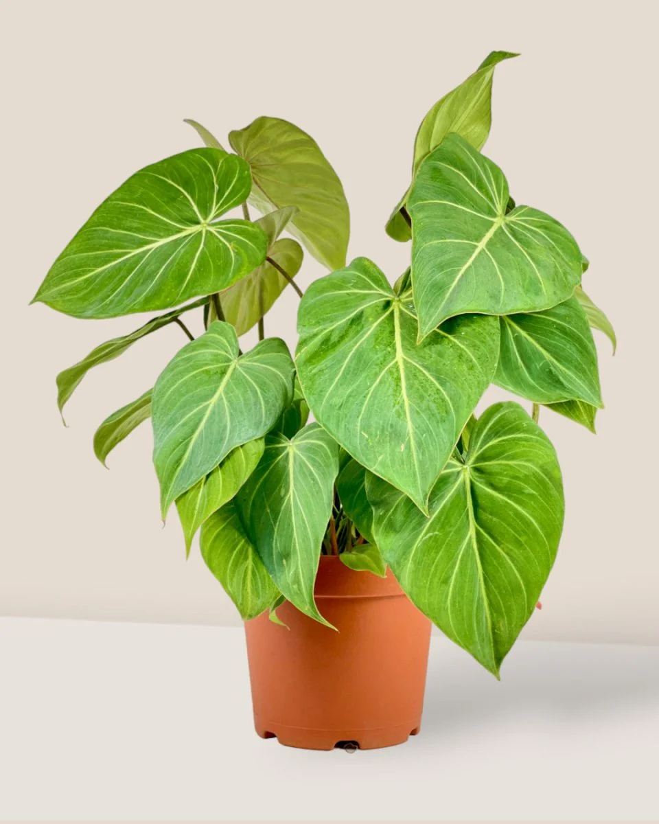 Philodendron Gloriosum - Image 3