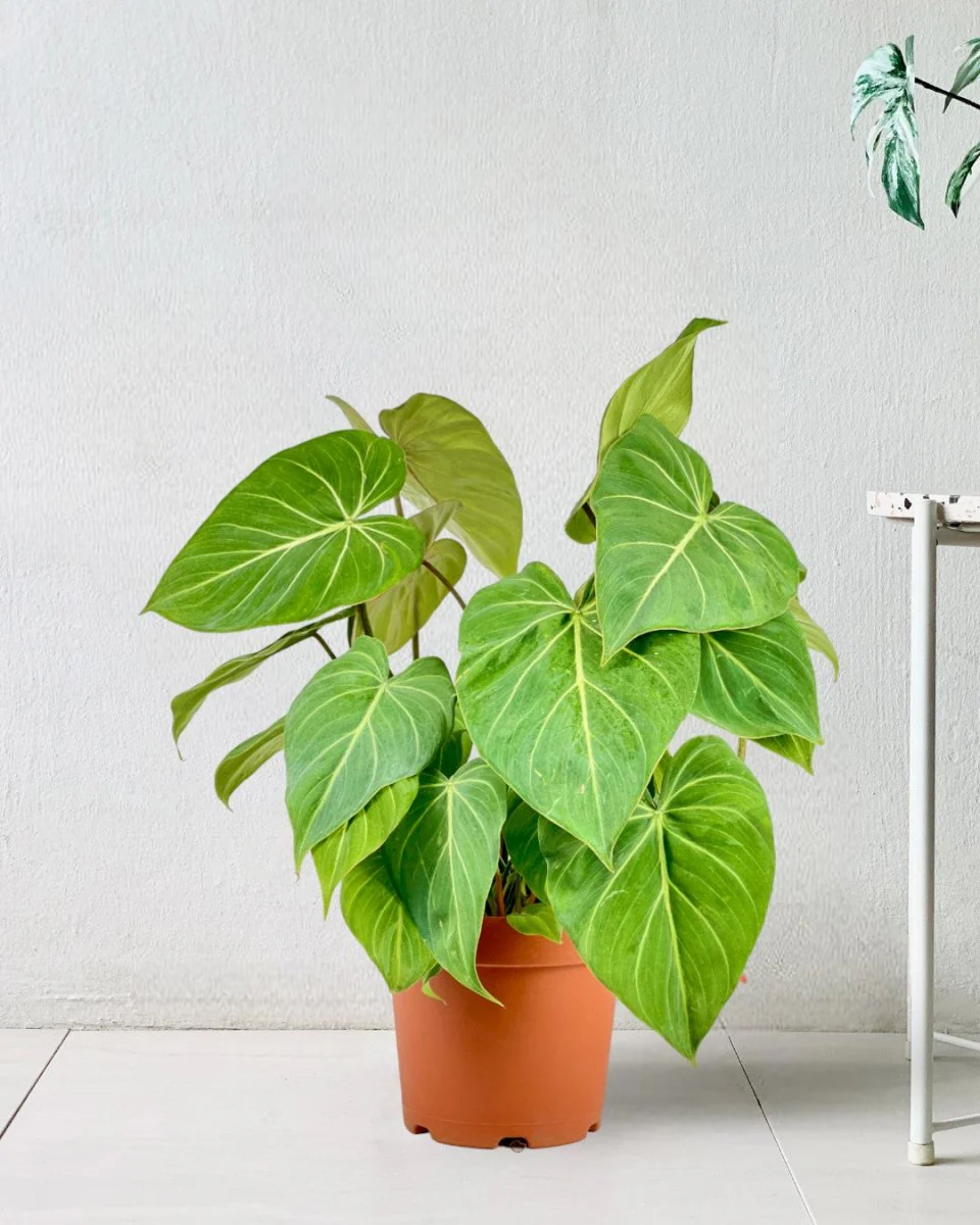 Philodendron Gloriosum - Image 4