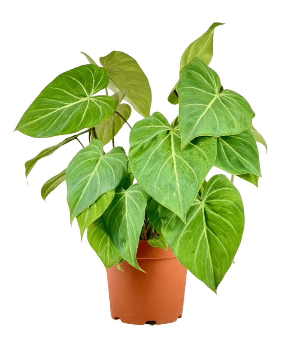 Philodendron Gloriosum - Image 6