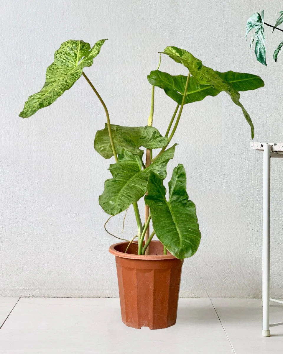 Philodendron Paraiso Verde - Image 3