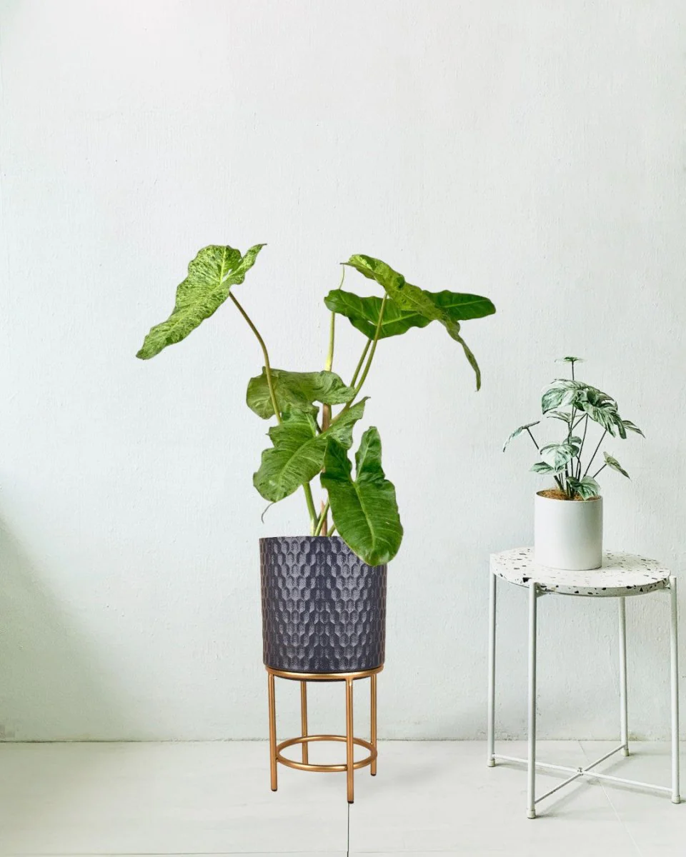 Philodendron Paraiso Verde - Image 4