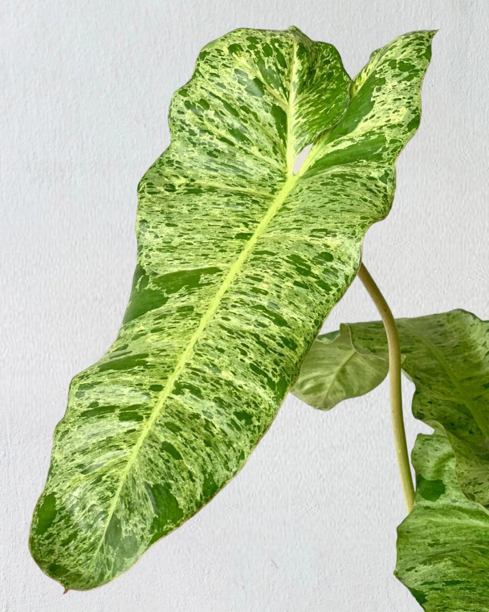 Philodendron Paraiso Verde - Image 5