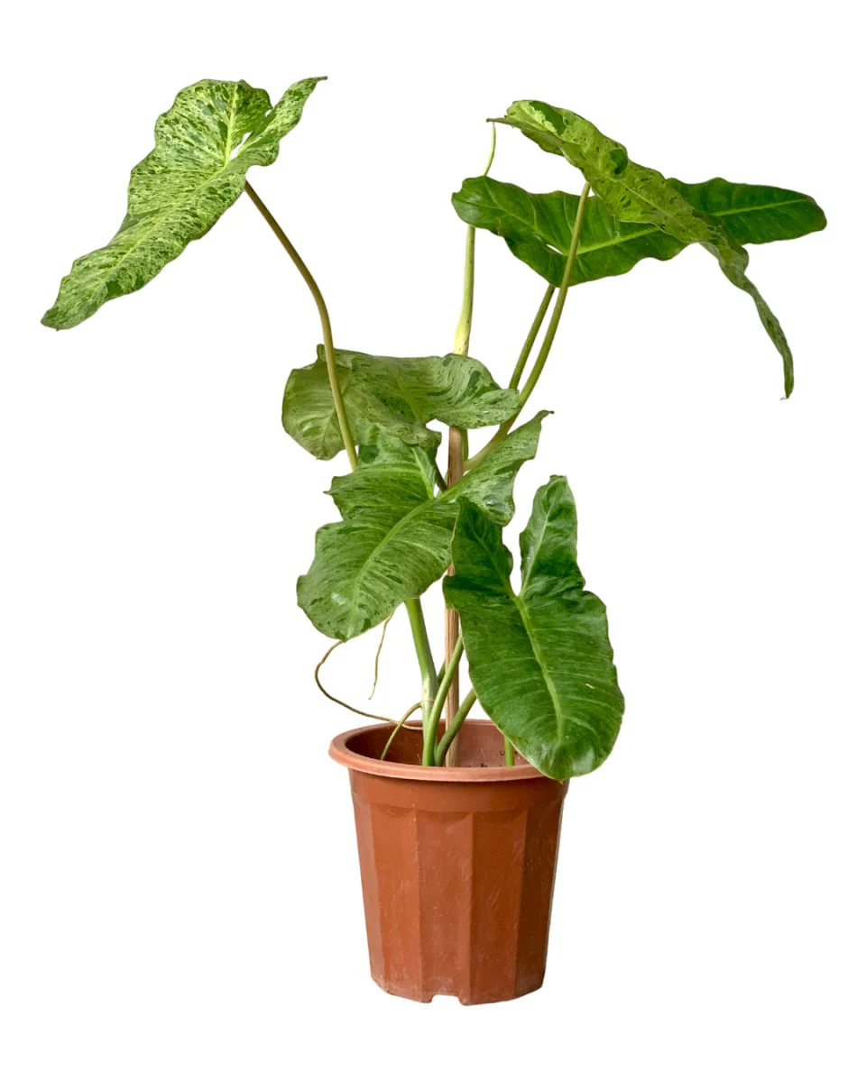 Philodendron Paraiso Verde - Image 6