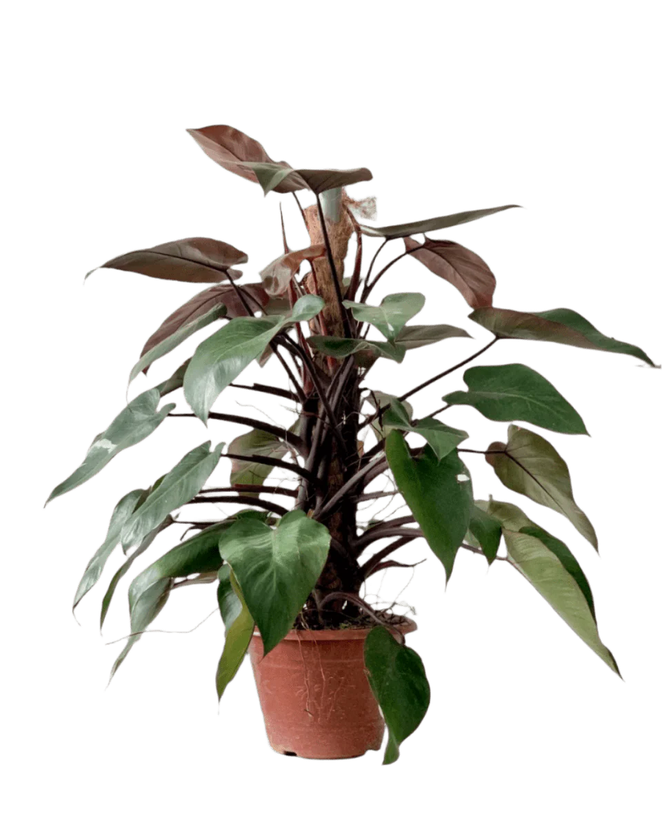 Philodendron Pink Princess (with coco stick) - Image 10