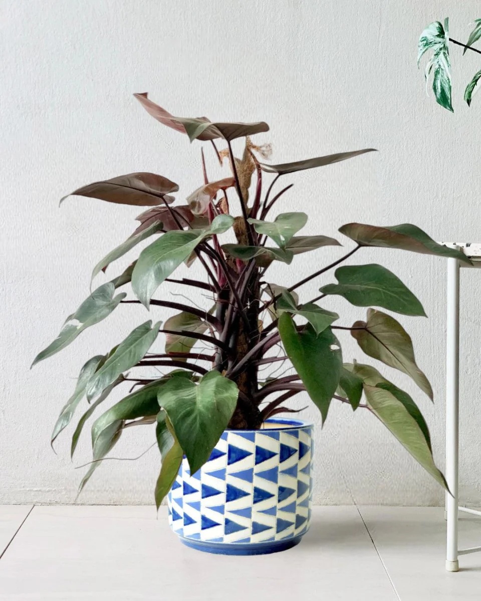 Philodendron Pink Princess (with coco stick) - Image 3
