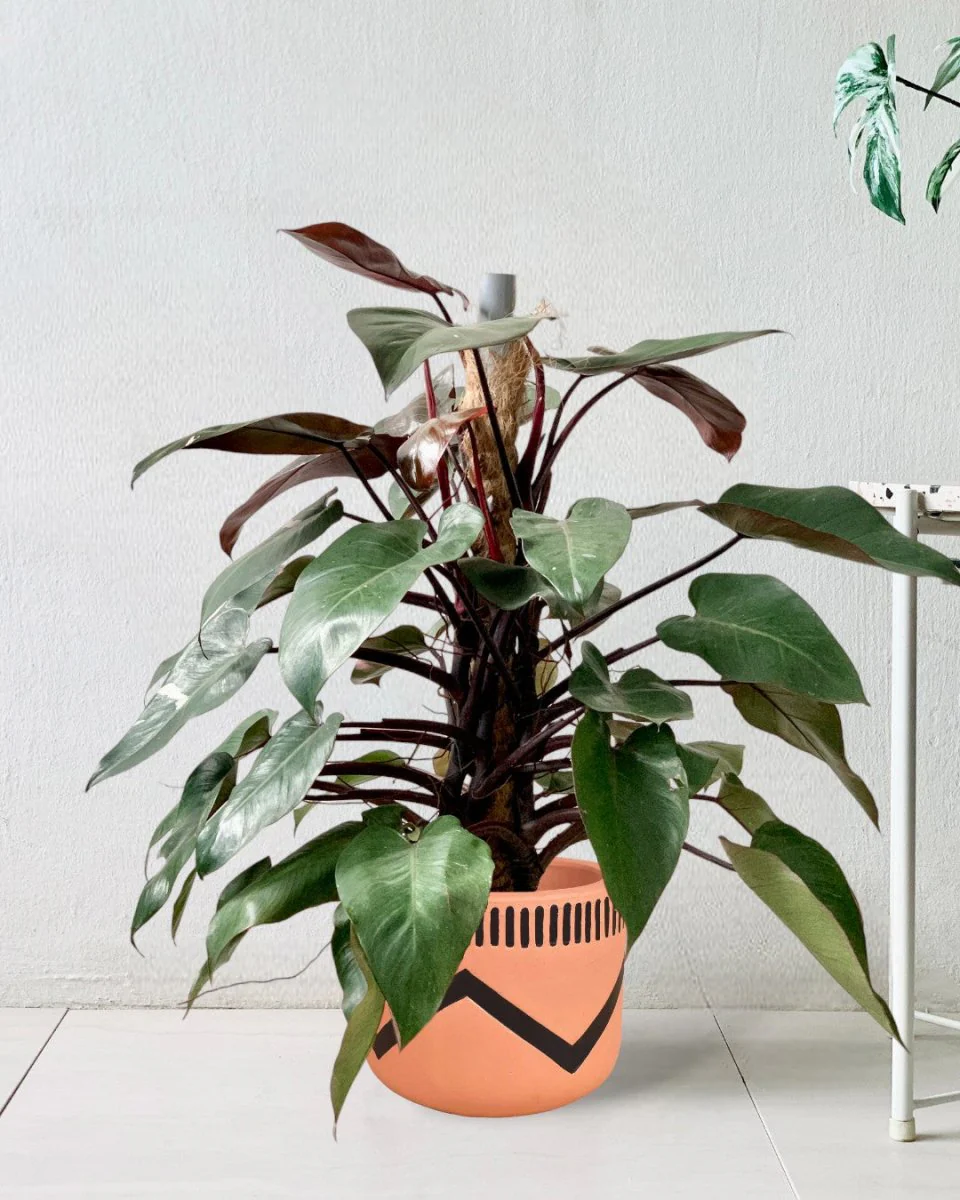 Philodendron Pink Princess (with coco stick) - Image 4