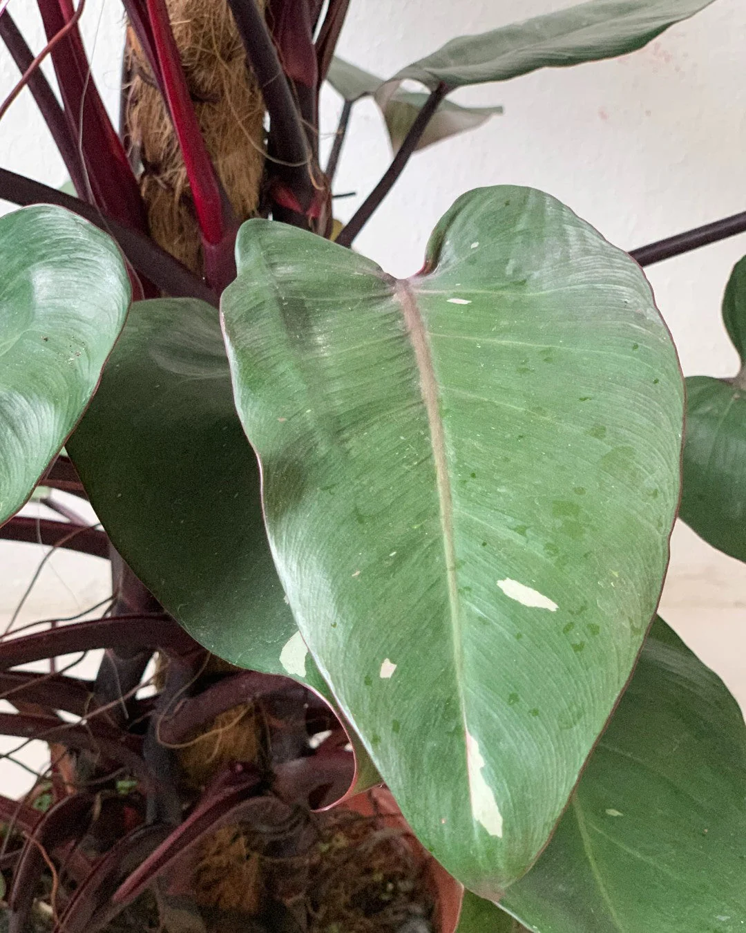 Philodendron Pink Princess (with coco stick) - Image 6