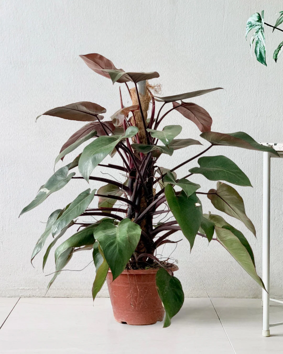 Philodendron Pink Princess (with coco stick) - Image 7