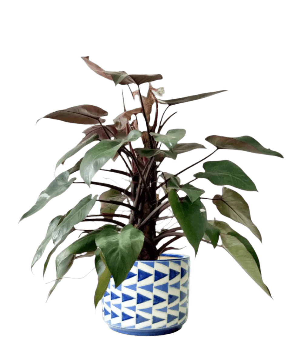 Philodendron Pink Princess (with coco stick) - Image 8