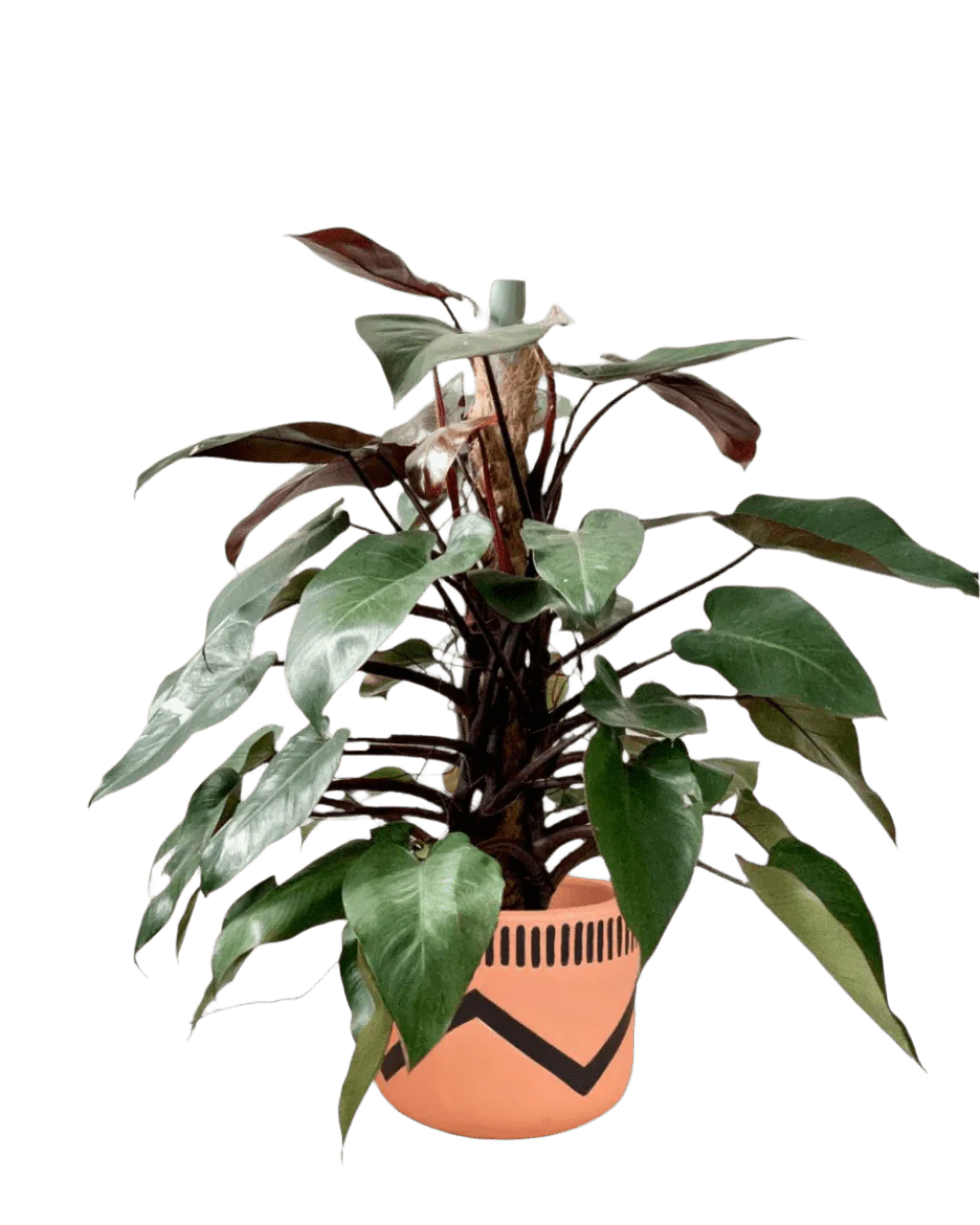 Philodendron Pink Princess (with coco stick) - Image 9