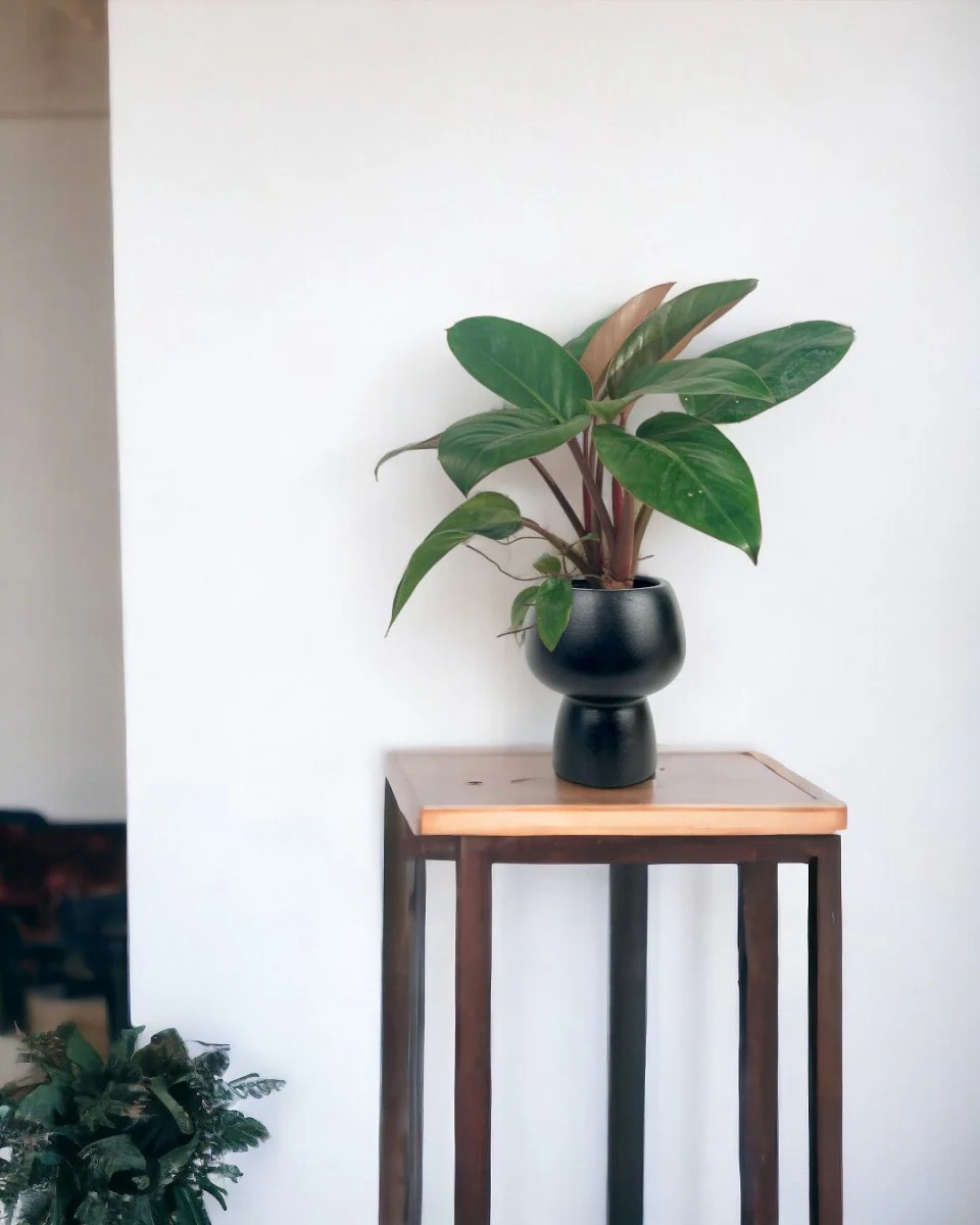 Philodendron Red Congo - Image 2