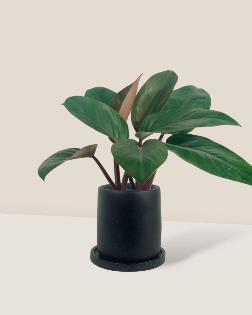 Philodendron Red Congo - Image 3