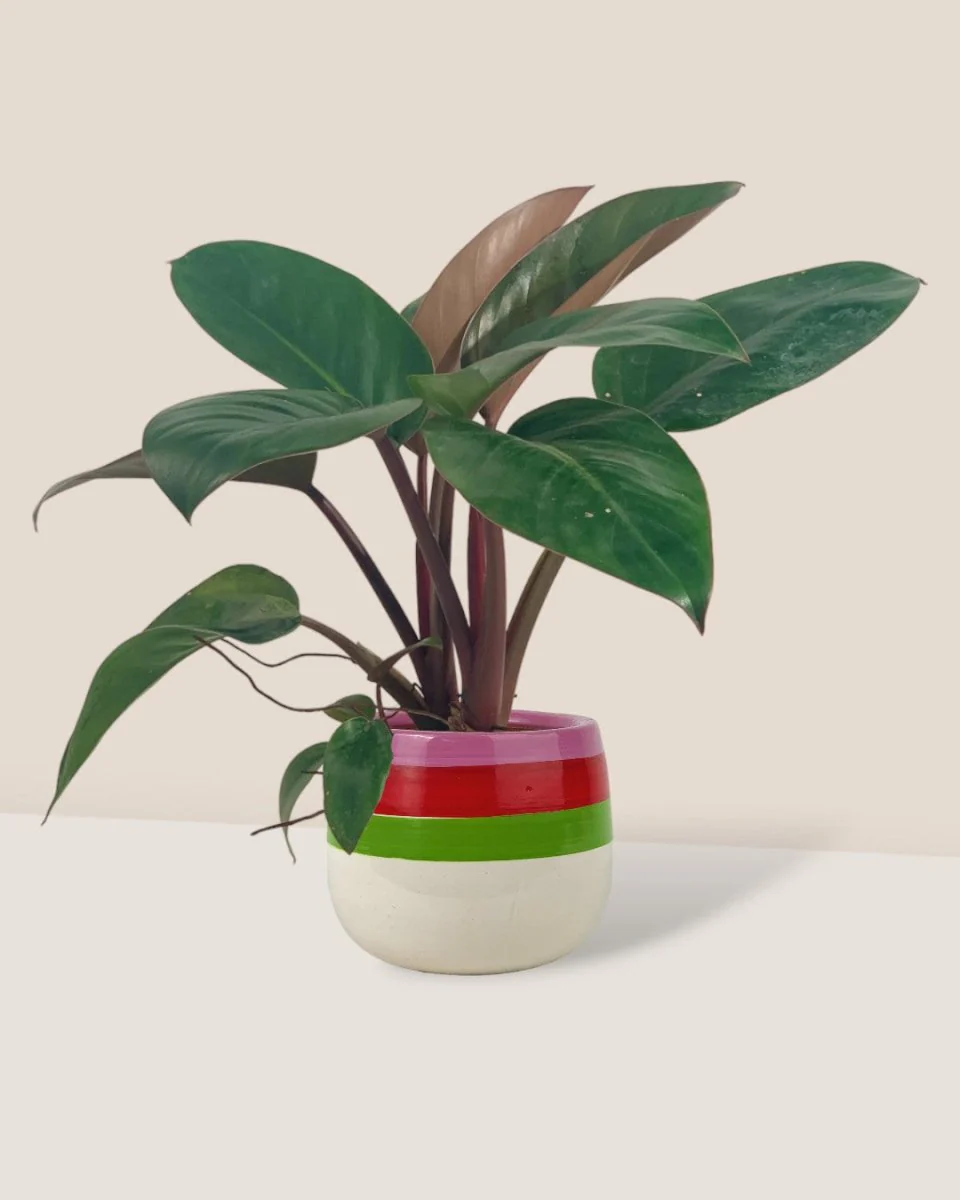 Philodendron Red Congo - Image 4