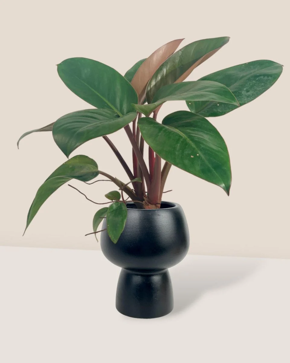 Philodendron Red Congo - Image 5