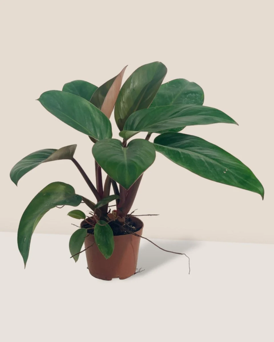 Philodendron Red Congo - Image 6
