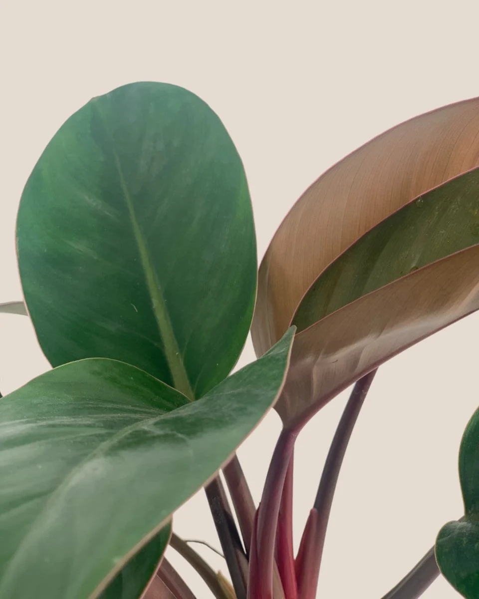 Philodendron Red Congo - Image 7