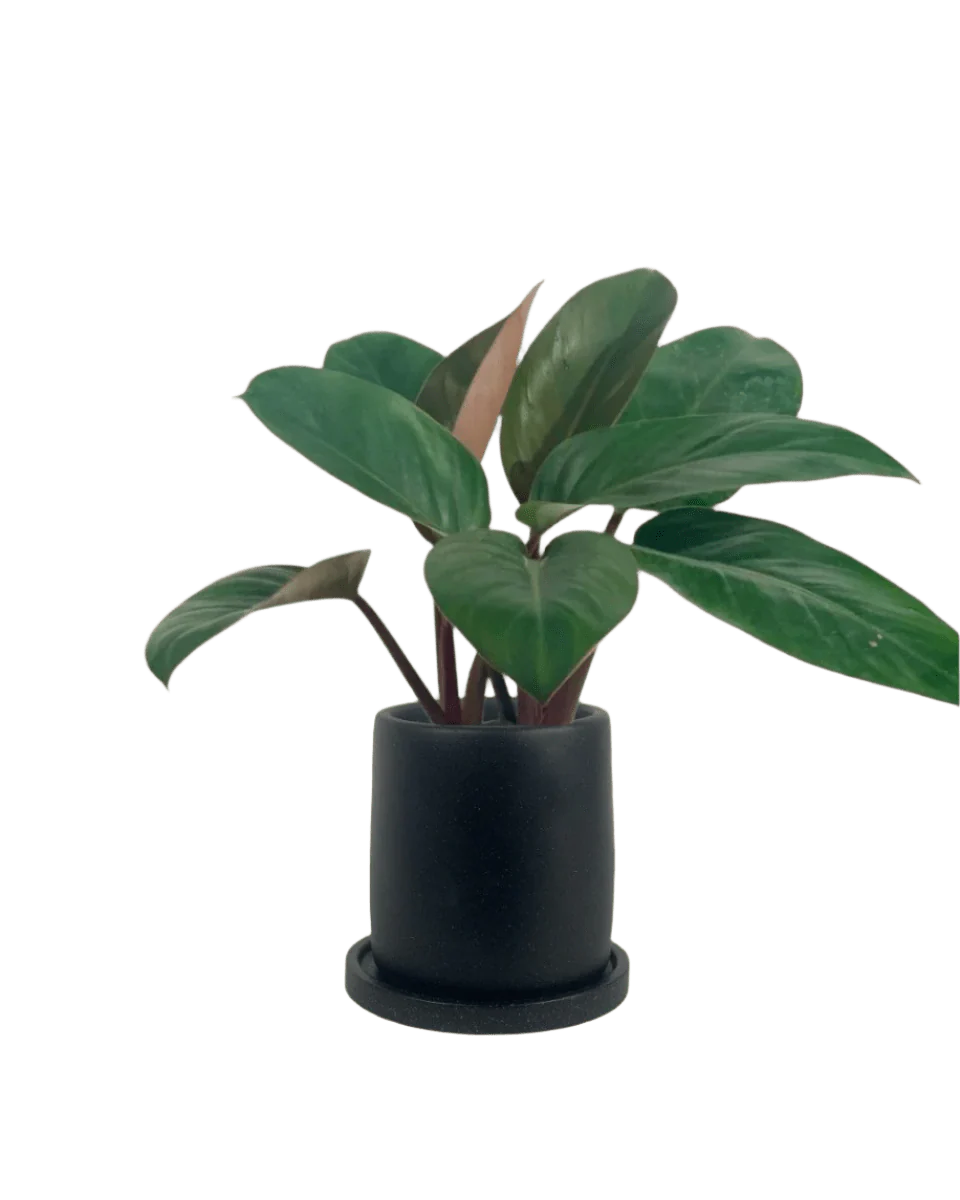 Philodendron Red Congo - Image 8