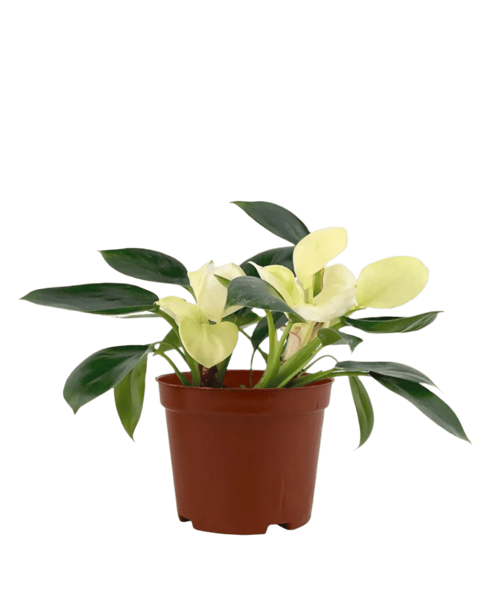 Philodendron White Congo - Image 12