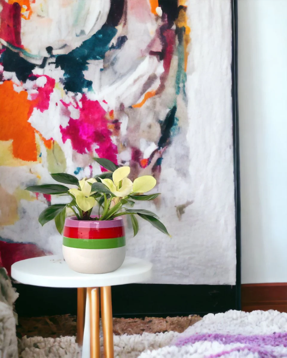 Philodendron White Congo - Image 2