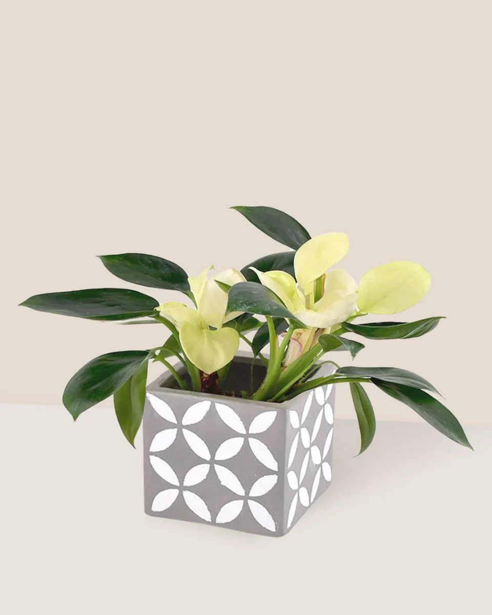 Philodendron White Congo - Image 3