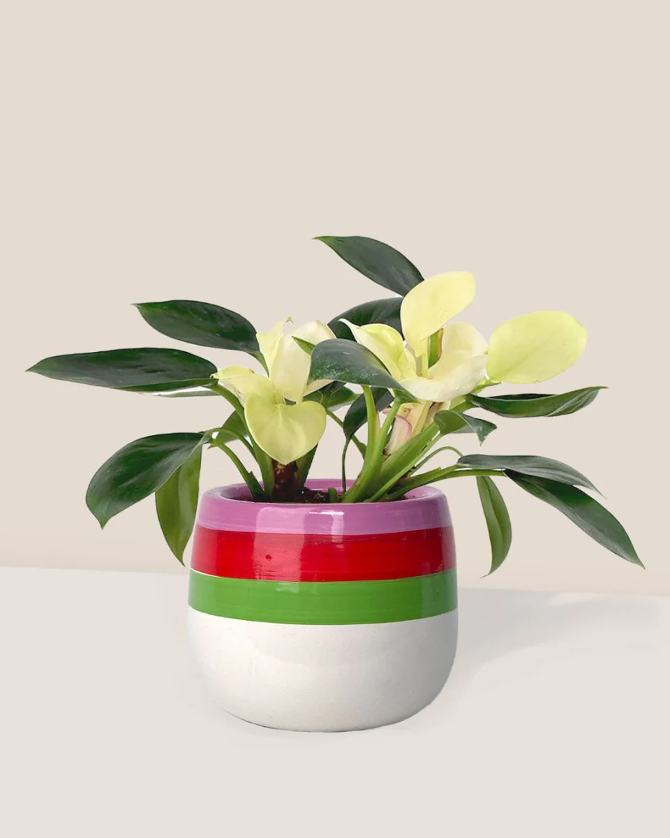 Philodendron White Congo - Image 4