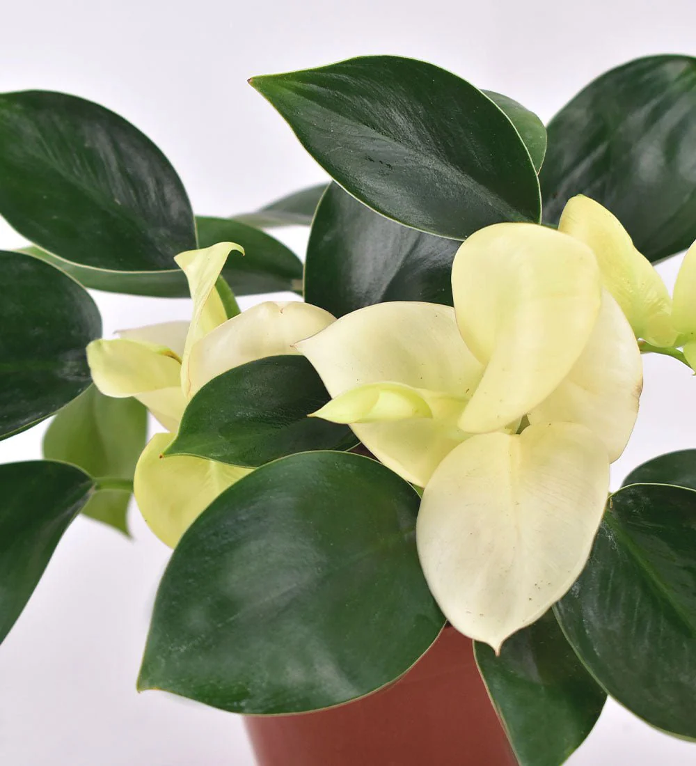 Philodendron White Congo - Image 7