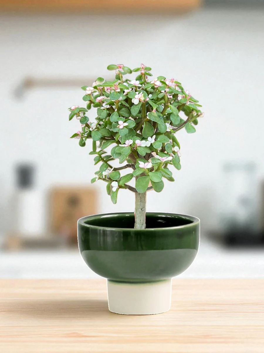 Pink Jade Bonsai Tree