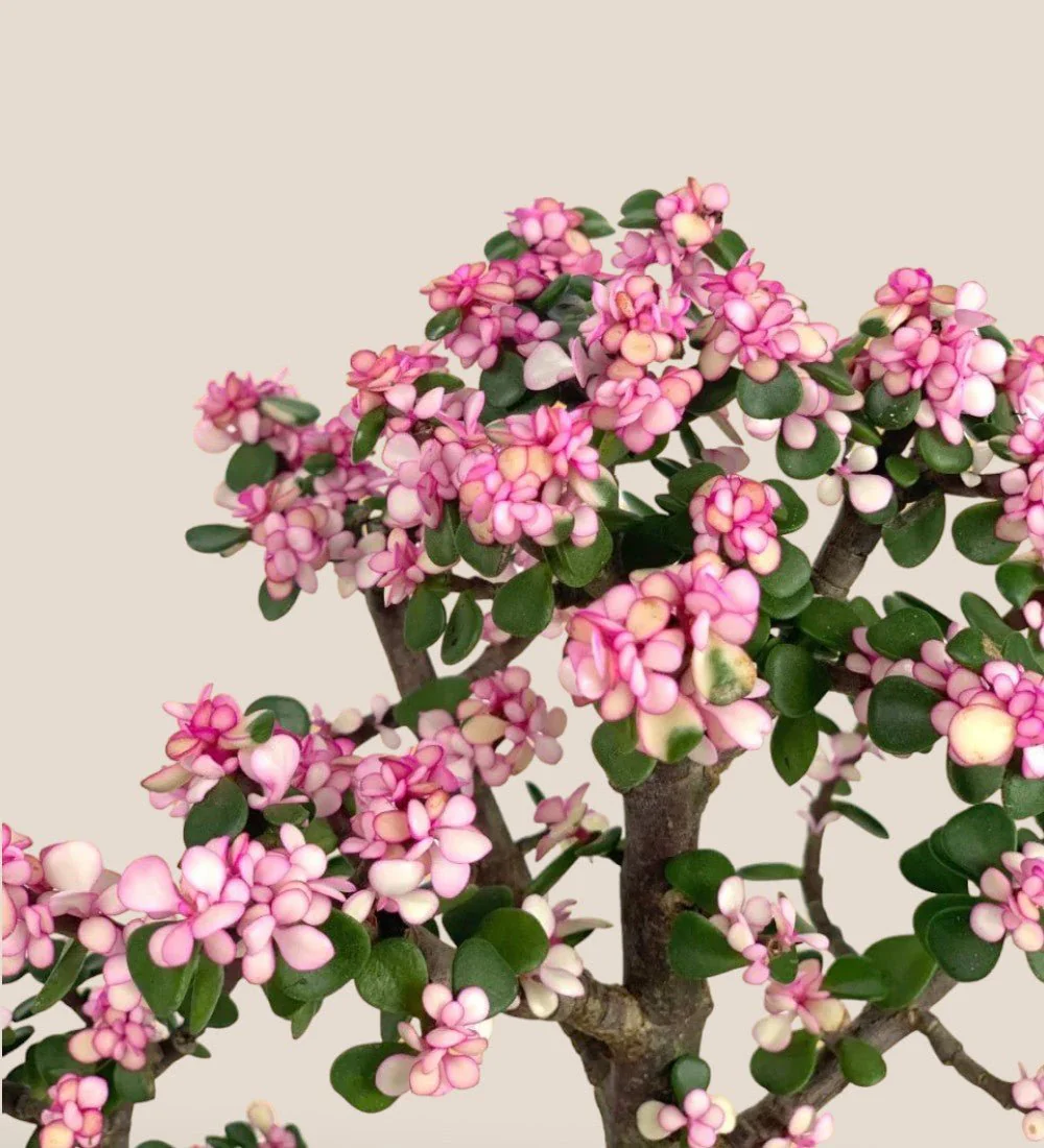 Pink Jade Bonsai Tree - Image 3