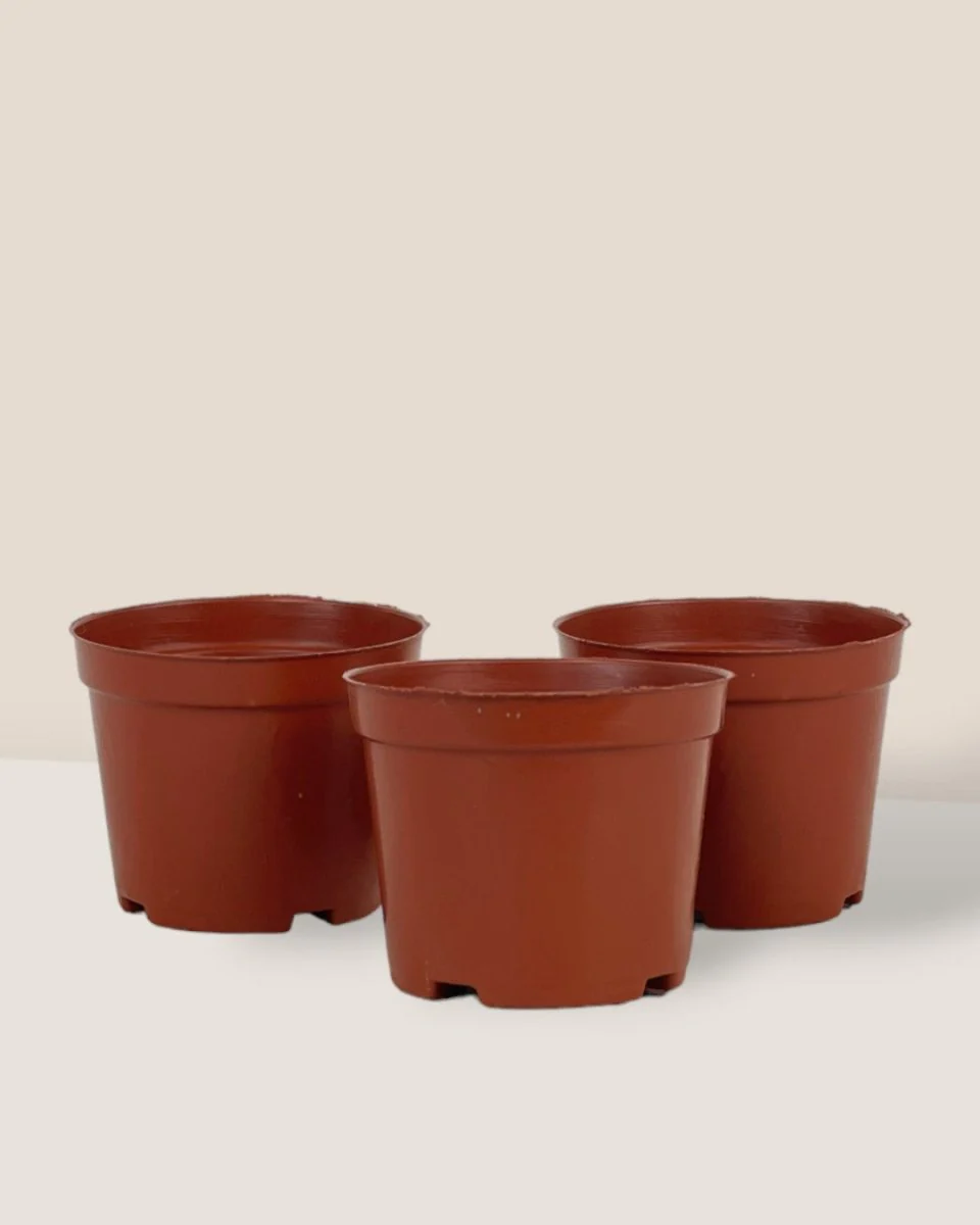Plastic Grow Pot - Image 2