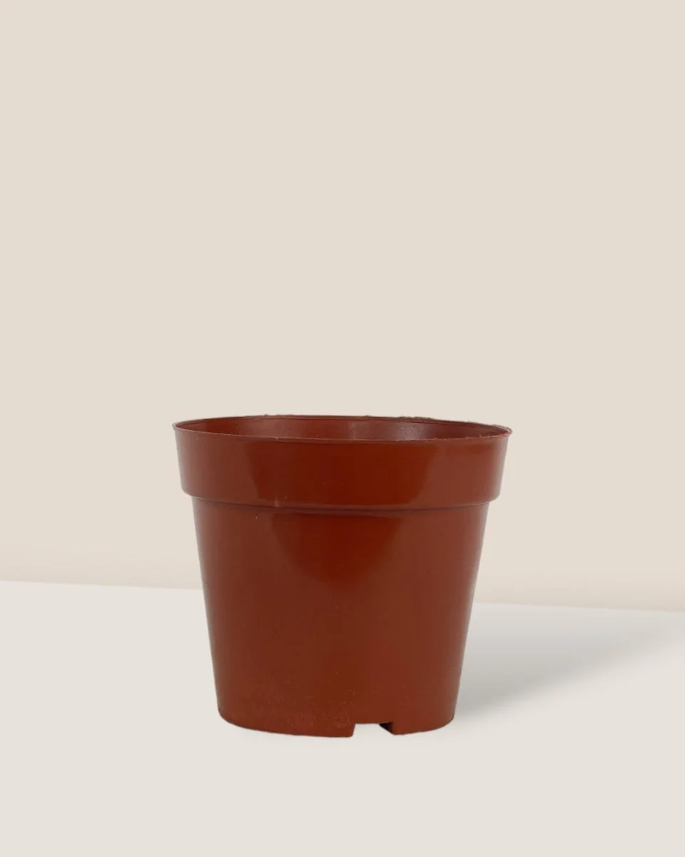 Plastic Grow Pot - Image 3
