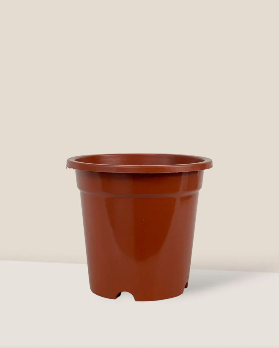 Plastic Grow Pot - Image 4
