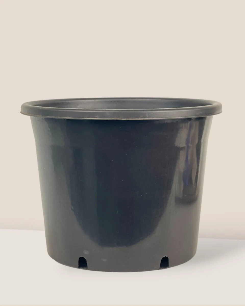 Plastic Grow Pot - Image 6